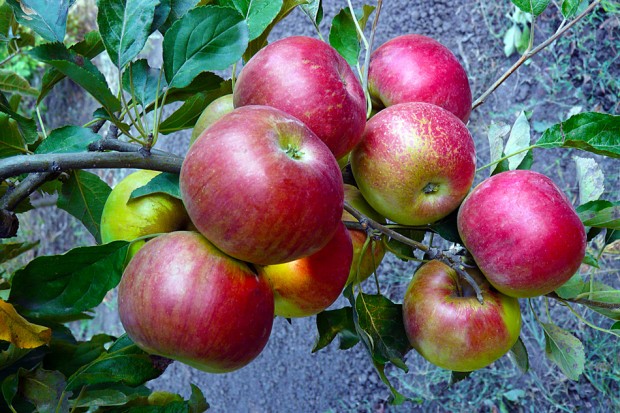 Сладкие яблоки